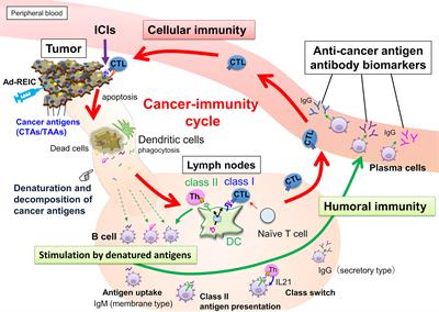 Engineering Cancer/Testis Antigens With Reversible S-Cationization to Evaluate Antigen Spreading